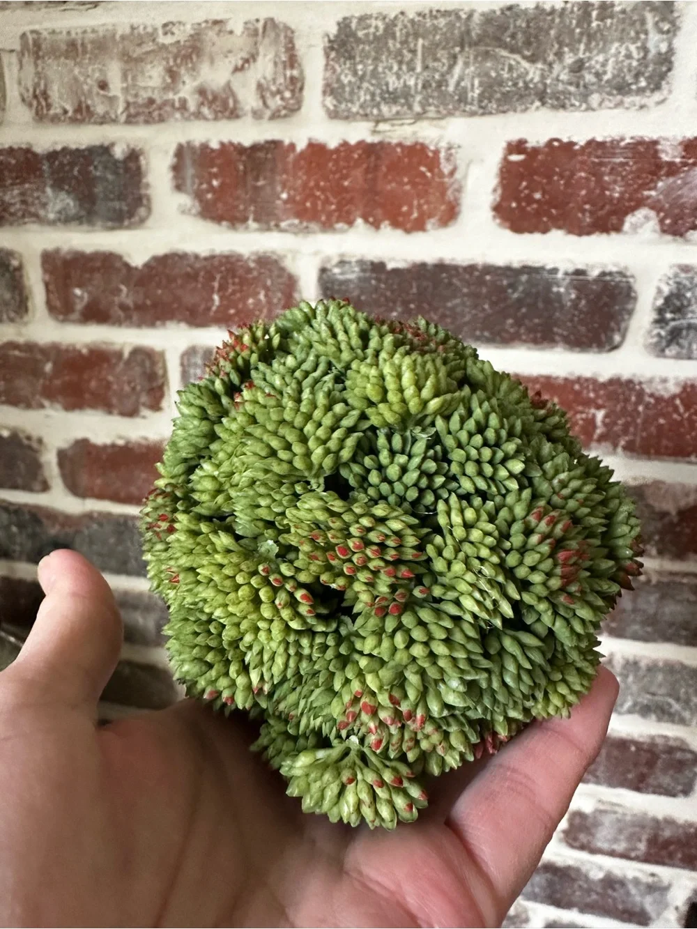 Decorative Sedum Balls by Creative Displays - 3 balls
